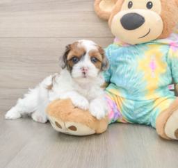 7 week old Shih Poo Puppy For Sale - Windy City Pups