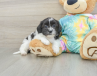 6 week old Shih Poo Puppy For Sale - Windy City Pups
