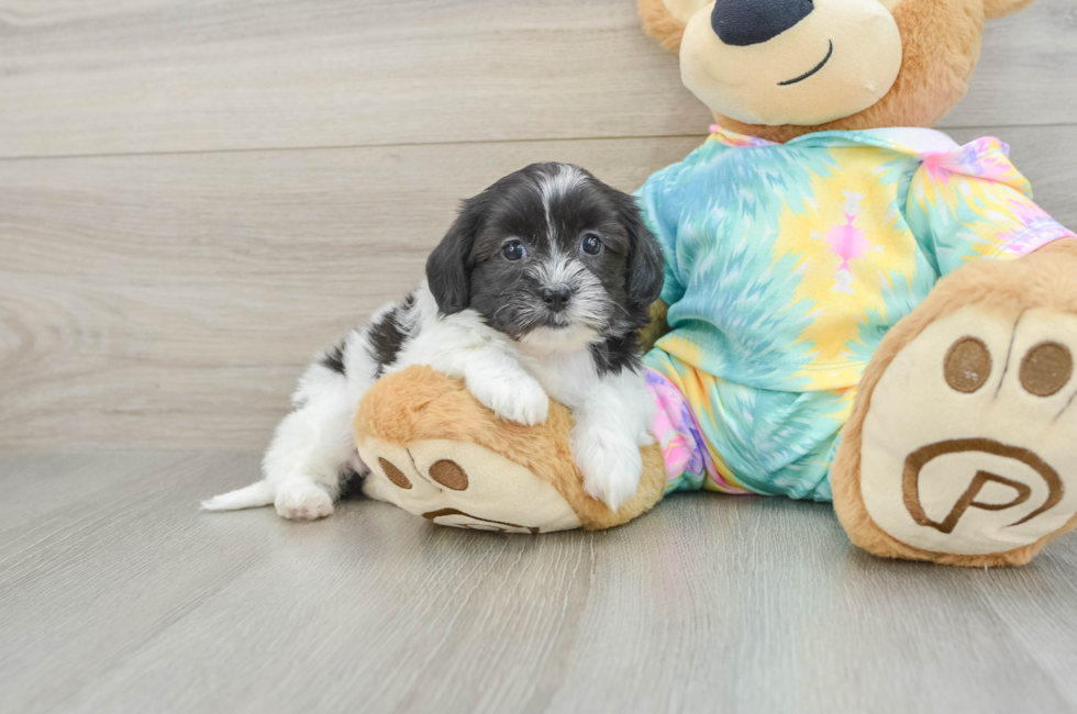 6 week old Shih Poo Puppy For Sale - Windy City Pups