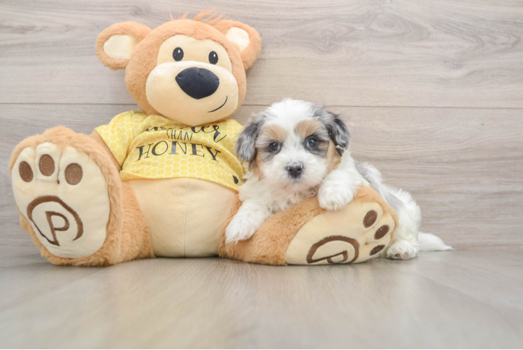 Shih Poo Pup Being Cute