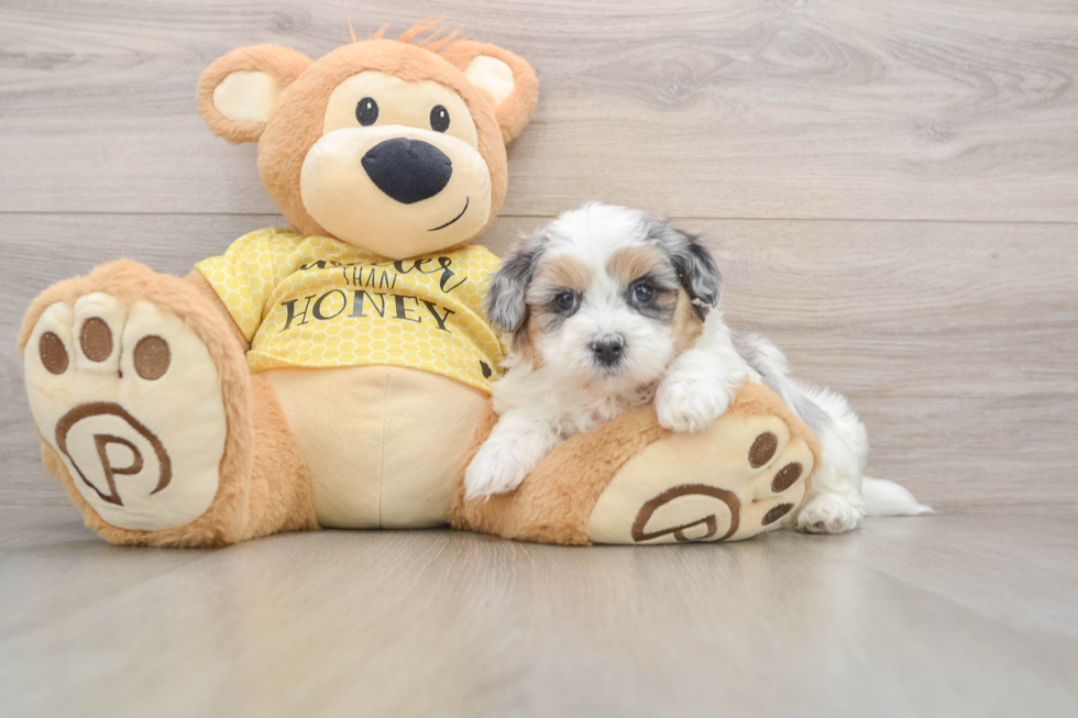 Shih Poo Pup Being Cute
