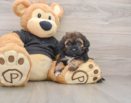 5 week old Shih Poo Puppy For Sale - Windy City Pups