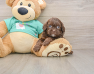 8 week old Shih Poo Puppy For Sale - Windy City Pups