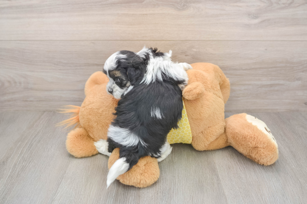 Small Shih Poo Baby
