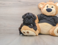 5 week old Shih Poo Puppy For Sale - Windy City Pups