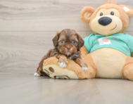 8 week old Shih Poo Puppy For Sale - Windy City Pups
