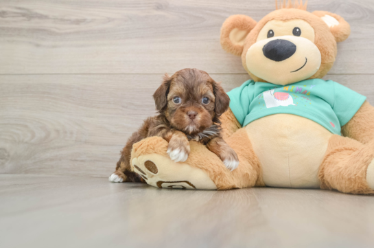 Shih Poo Puppy for Adoption