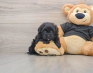 5 week old Shih Poo Puppy For Sale - Windy City Pups