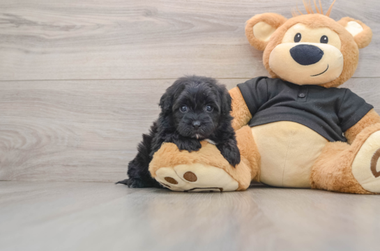 Little Shihpoo Poodle Mix Puppy