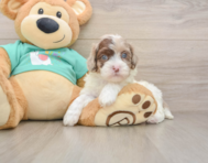 7 week old Shih Poo Puppy For Sale - Windy City Pups