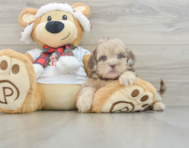 6 week old Shih Poo Puppy For Sale - Windy City Pups