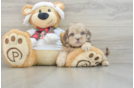 Shih Poo Puppy for Adoption