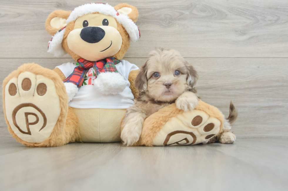 6 week old Shih Poo Puppy For Sale - Windy City Pups