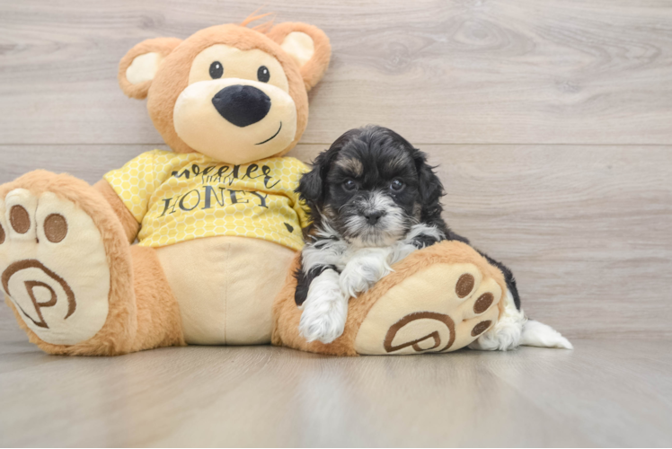 Sweet Shih Poo Baby