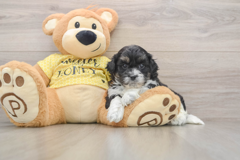 Sweet Shih Poo Baby