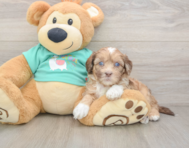 8 week old Shih Poo Puppy For Sale - Windy City Pups