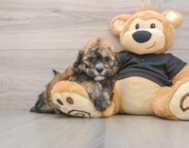 5 week old Shih Poo Puppy For Sale - Windy City Pups
