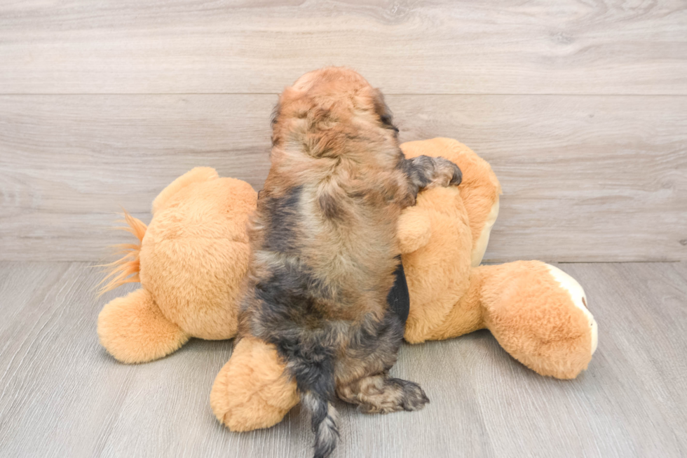 Adorable Shih Poo Poodle Mix Puppy