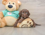 7 week old Shih Poo Puppy For Sale - Windy City Pups