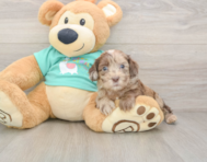 8 week old Shih Poo Puppy For Sale - Windy City Pups