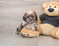 5 week old Shih Poo Puppy For Sale - Windy City Pups