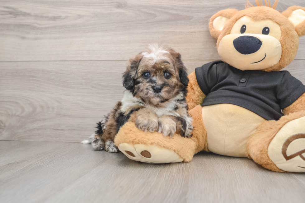 Shih Poo Pup Being Cute