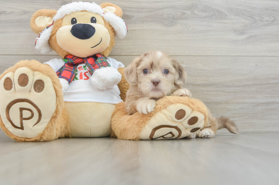 6 week old Shih Poo Puppy For Sale - Windy City Pups