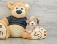 7 week old Shih Poo Puppy For Sale - Windy City Pups