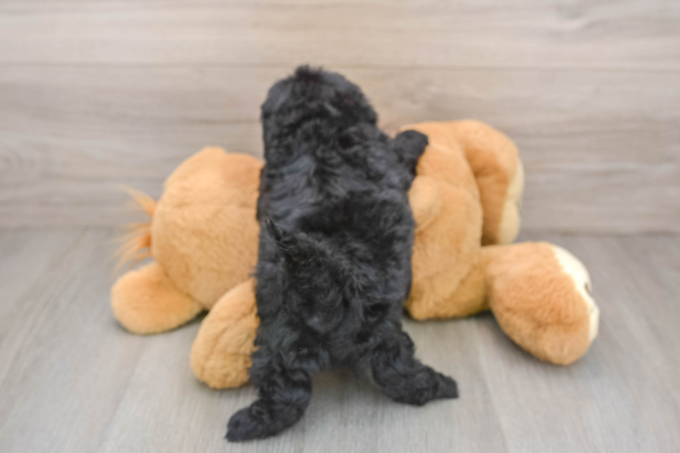 Energetic Shihpoo Poodle Mix Puppy