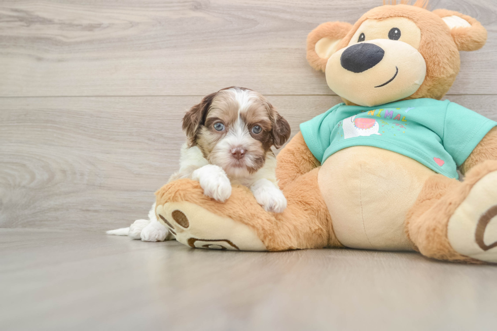 Smart Shih Poo Poodle Mix Pup