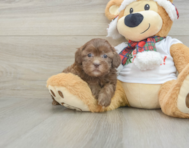 5 week old Shih Poo Puppy For Sale - Windy City Pups