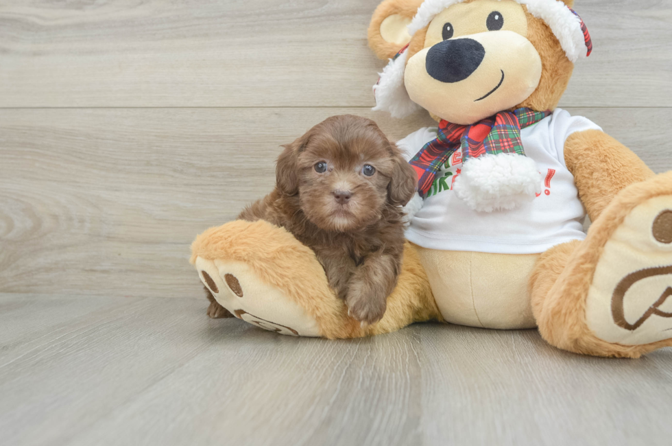 6 week old Shih Poo Puppy For Sale - Windy City Pups