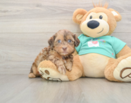 8 week old Shih Poo Puppy For Sale - Windy City Pups