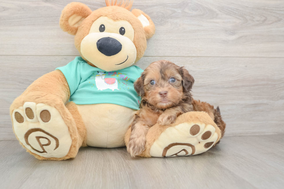 Fluffy Shih Poo Poodle Mix Pup