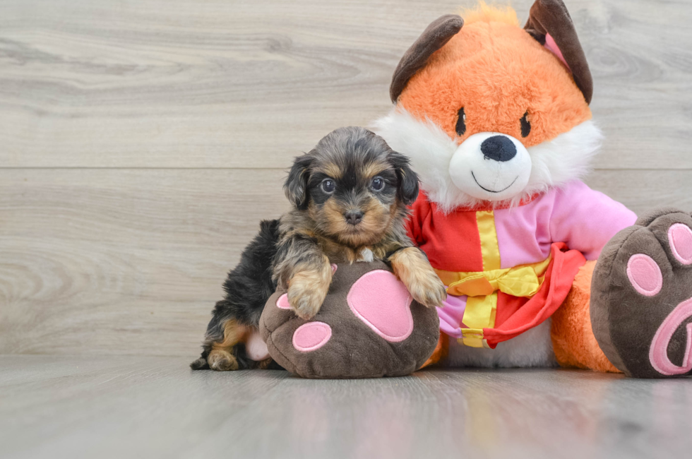 5 week old Shih Poo Puppy For Sale - Windy City Pups