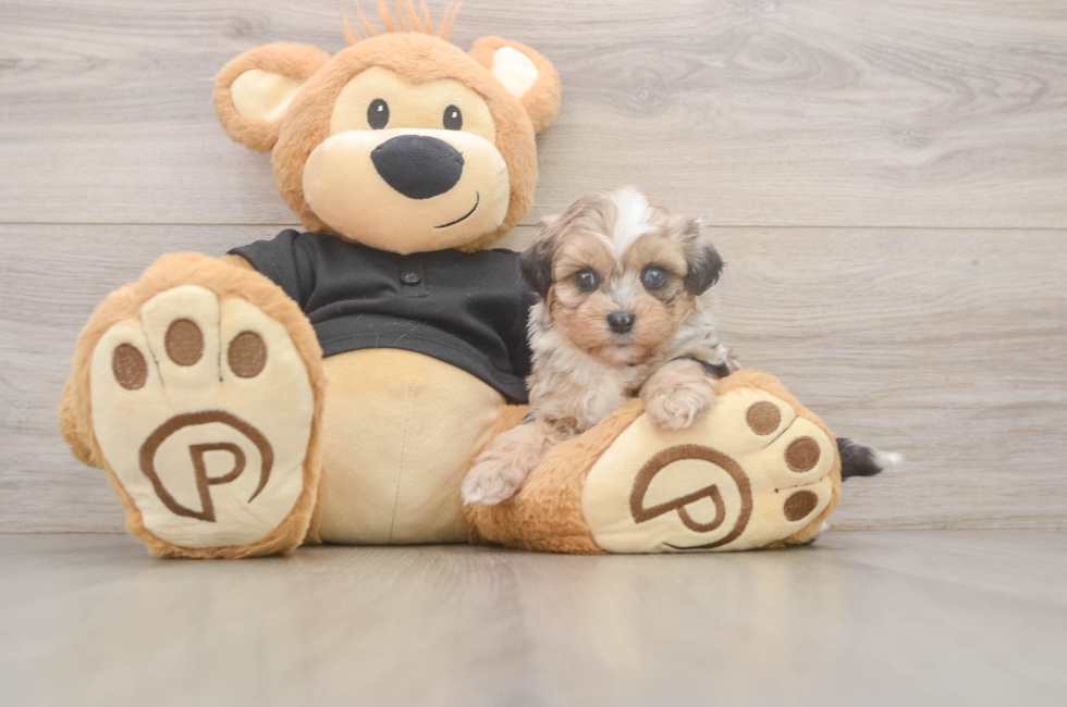 6 week old Shih Poo Puppy For Sale - Windy City Pups