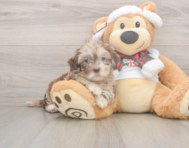 6 week old Shih Poo Puppy For Sale - Windy City Pups