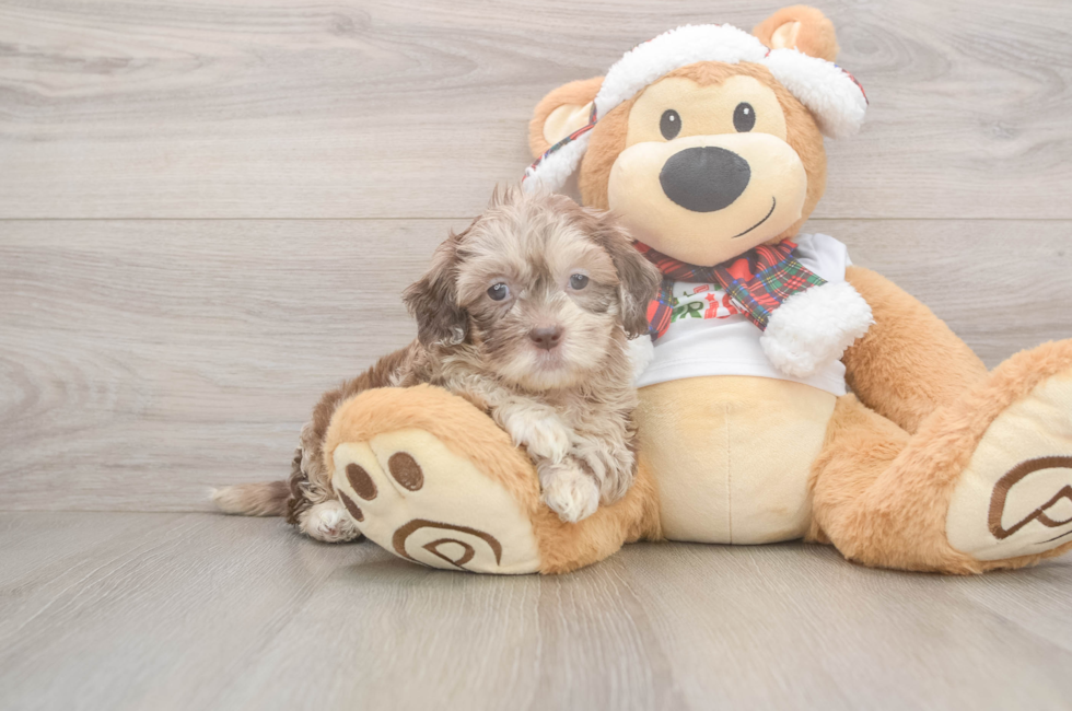 5 week old Shih Poo Puppy For Sale - Windy City Pups