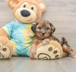 5 week old Shih Poo Puppy For Sale - Windy City Pups