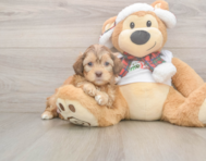 5 week old Shih Poo Puppy For Sale - Windy City Pups