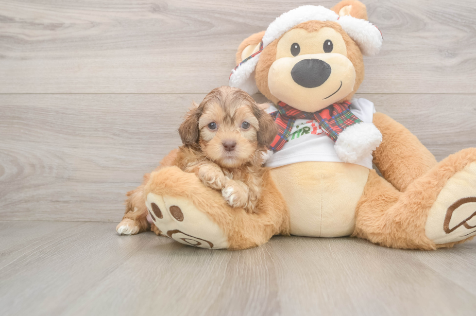 5 week old Shih Poo Puppy For Sale - Windy City Pups