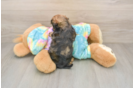 Shih Poo Puppy for Adoption