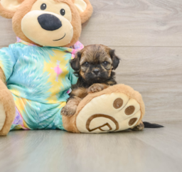 5 week old Shih Poo Puppy For Sale - Windy City Pups