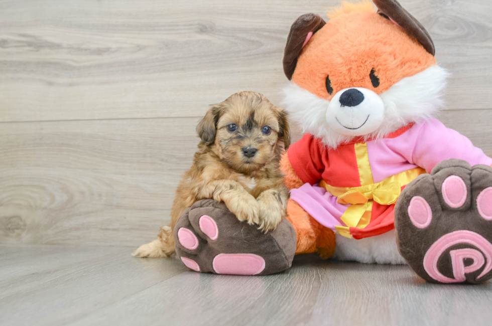 5 week old Shih Poo Puppy For Sale - Windy City Pups