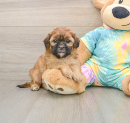 5 week old Shih Poo Puppy For Sale - Windy City Pups