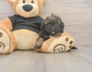 6 week old Shih Poo Puppy For Sale - Windy City Pups