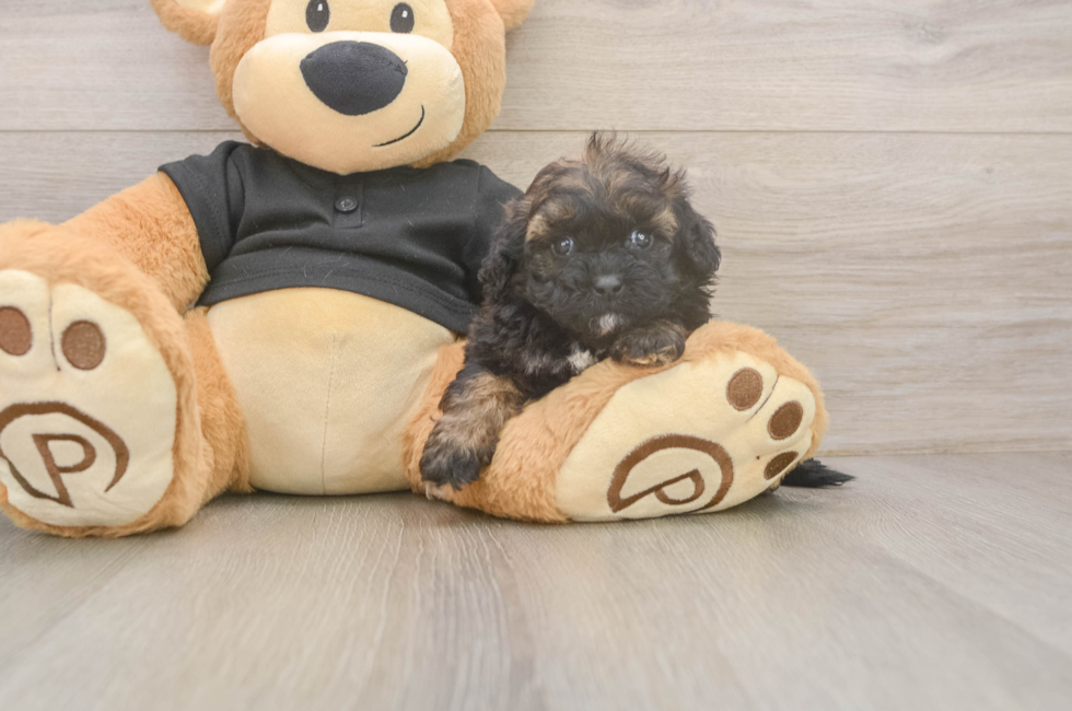 6 week old Shih Poo Puppy For Sale - Windy City Pups
