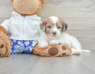 8 week old Shih Poo Puppy For Sale - Windy City Pups