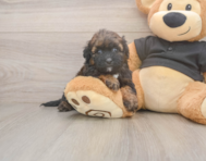 6 week old Shih Poo Puppy For Sale - Windy City Pups