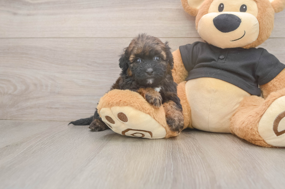 6 week old Shih Poo Puppy For Sale - Windy City Pups